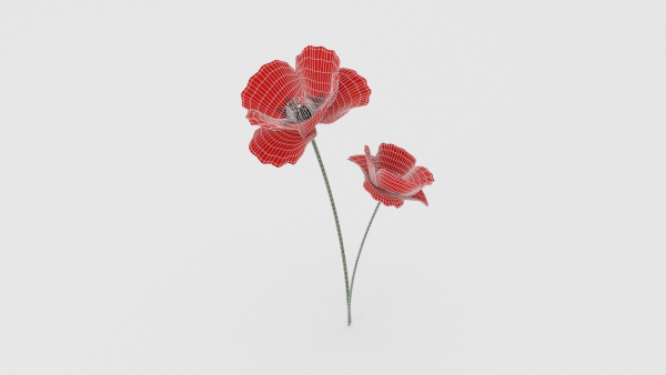 Poppy Flower