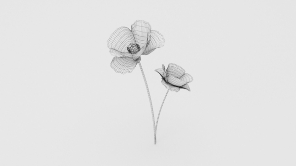 Poppy Flower