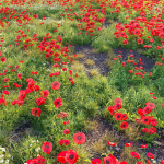 Poppy flower field
