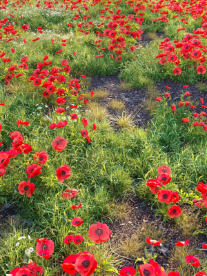 poppy-flower-field-3d-model-2fc61c3a4c