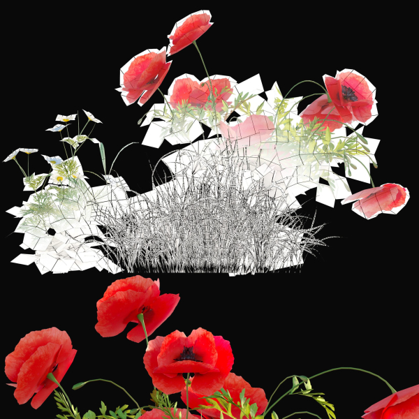 Poppy flower field