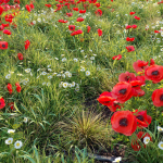 Poppy flower field