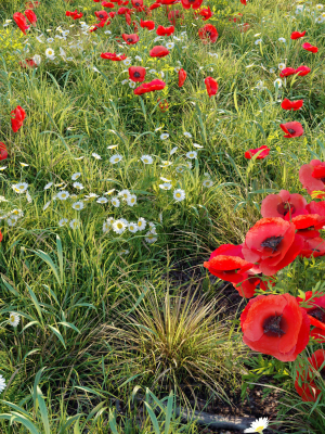 Poppy flower field