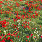 Poppy flower field
