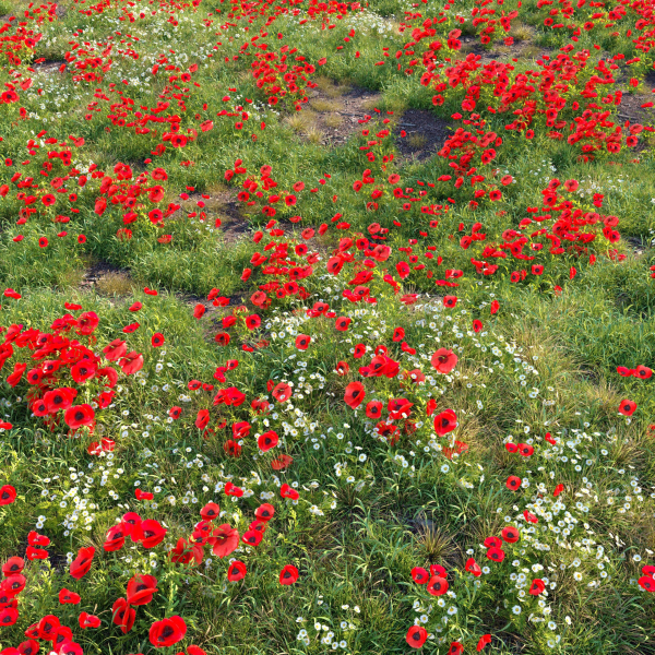 Poppy flower field