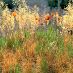 Poppy Meadow Patch and Free Gift