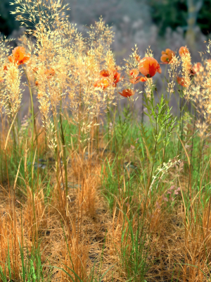 poppy-meadow-patch-and-free-gift-3d-model-obj-fbx-blend-dae