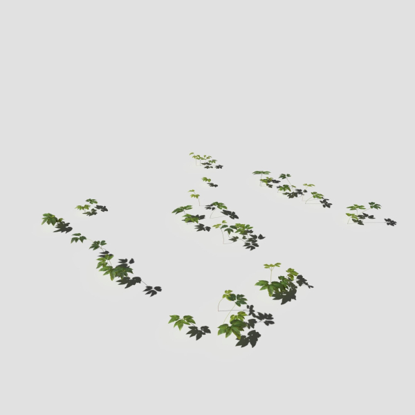 Poppy Meadow Patch and Free Gift