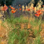 Poppy Meadow Patch and Free Gift