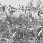 Poppy Meadow Patch and Free Gift