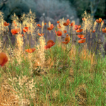 Poppy Meadow Patch and Free Gift