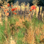 Poppy Meadow Patch and Free Gift