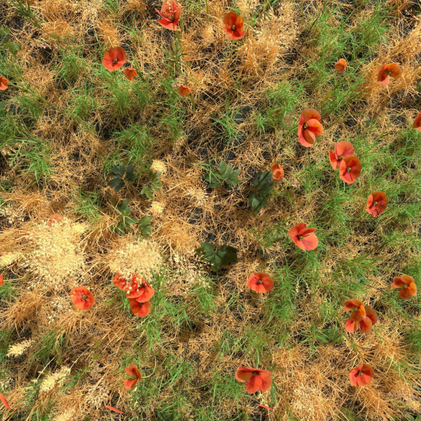 Poppy Meadow Patch and Free Gift