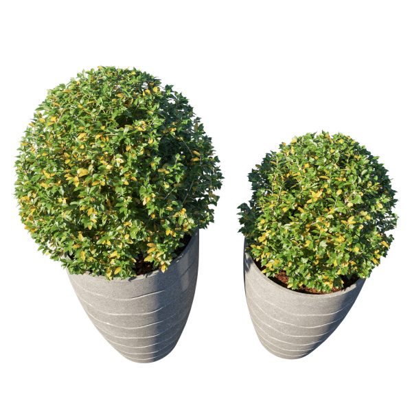 Pot Plant Collection