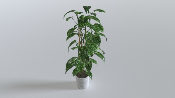Pot Tropical Plant 1