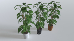 Pot Tropical Plant 1
