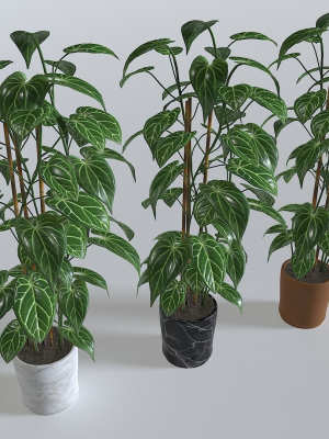 Pot Tropical Plant 1