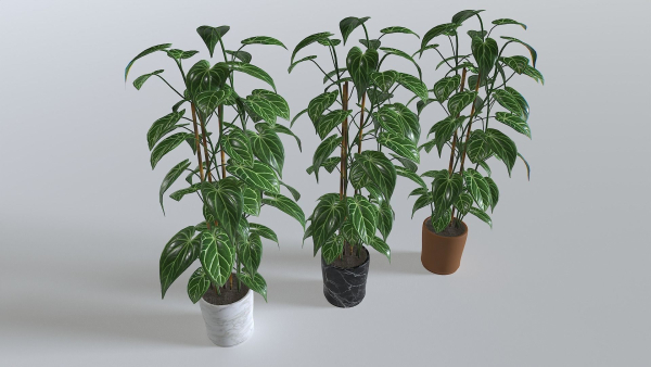 Pot Tropical Plant 1