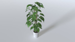 Pot Tropical Plant 1