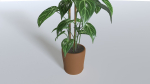 Pot Tropical Plant 1