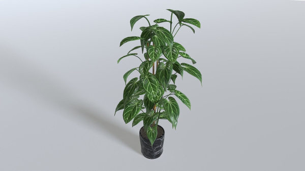 Pot Tropical Plant 1
