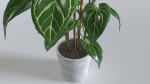 Pot Tropical Plant 1