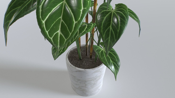 Pot Tropical Plant 1