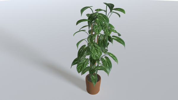 Pot Tropical Plant 1