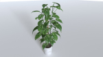 Pot Tropical Plant 1
