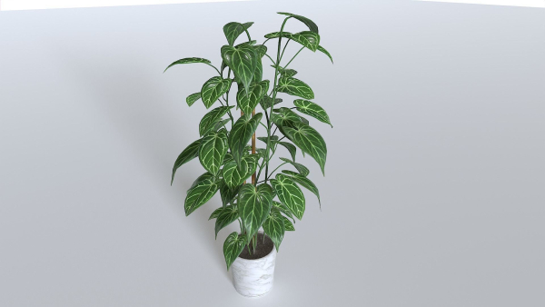Pot Tropical Plant 1