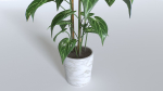 Pot Tropical Plant 1