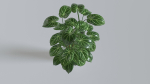 Pot Tropical Plant 1