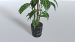 Pot Tropical Plant 1