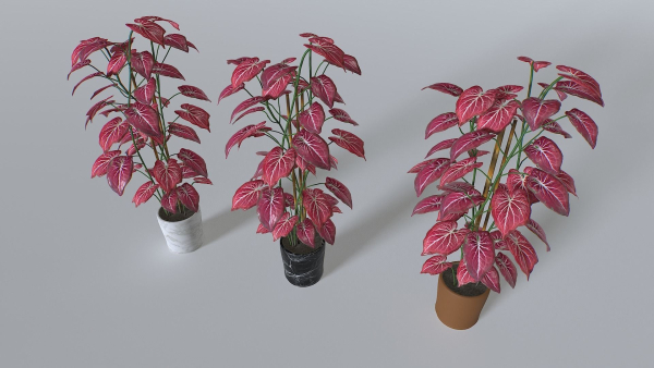 Pot Tropical Plant 2