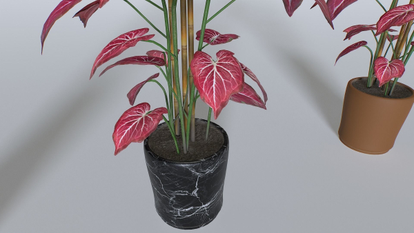 Pot Tropical Plant 2