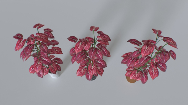 Pot Tropical Plant 2