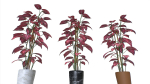 Pot Tropical Plant 2