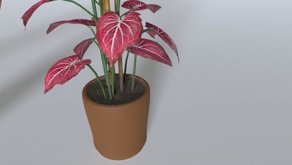 Pot Tropical Plant 2