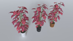 Pot Tropical Plant 2