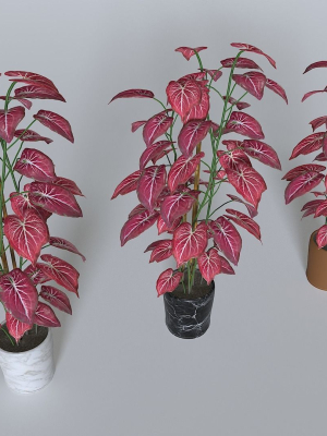 Pot Tropical Plant 2