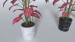 Pot Tropical Plant 2