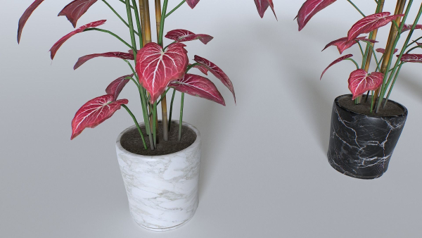 Pot Tropical Plant 2