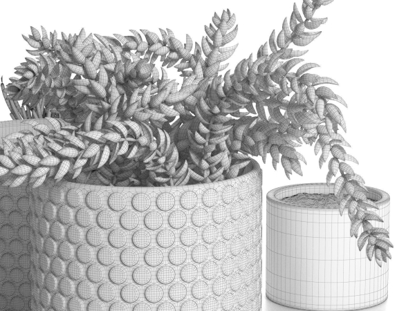 Pots with Donkey s Tail and Aloe Vera