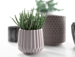 Pots with Donkey s Tail and Aloe Vera