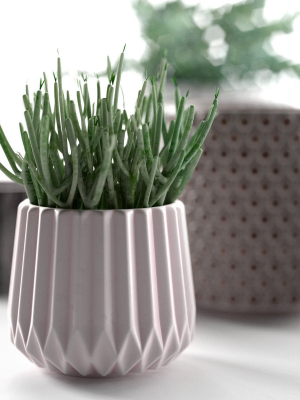pots-with-donkey-s-tail-and-aloe-vera-3d-model-3a8f053f36