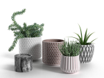 Pots with Donkey s Tail and Aloe Vera