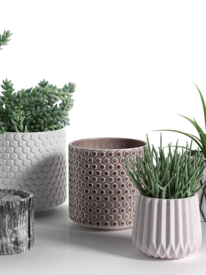 Pots with Donkey s Tail and Aloe Vera
