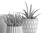 Pots with Donkey s Tail and Aloe Vera