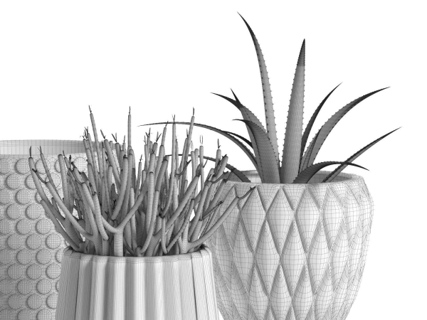 Pots with Donkey s Tail and Aloe Vera