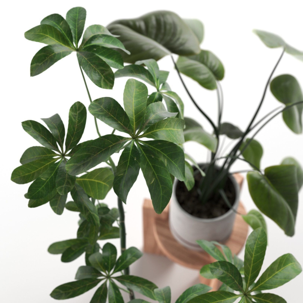 Pots with Plants 2